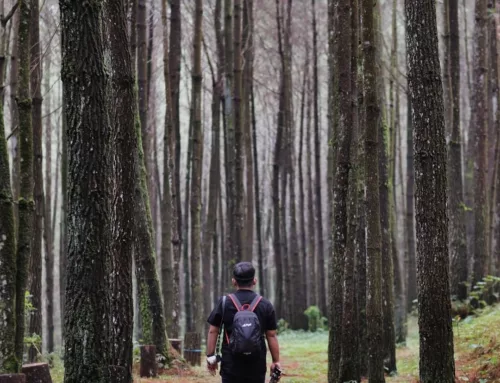 Hutan Pinus Kayon: Daya Tarik, Rute, Jam Buka, HTM